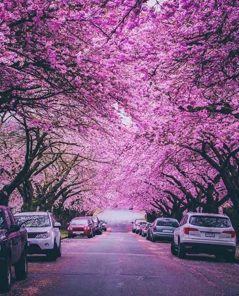 Daily View Vancouver on Instagram: “📷 @staysinspired // #vancouverviews” Vancouver Canada Aesthetic, Vancouver Canada Photography, Canada Aesthetic, Canada Pictures, Canada Vancouver, Vancouver Bc Canada, Cherry Blossom Season, Vancouver British Columbia, City Vibe