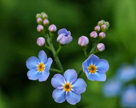 Forget Me Nots Flowers, Botanical Sketchbook, Watercolor Flower Art, Composition Photography, Acrylic Flowers, Flower Lover, Types Of Flowers, Flowers Nature, Flower Pictures