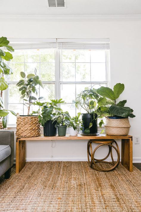 DIY Stained Plant Bench - Live Pretty on a Penny Diy Plant Bookcase, Cute Plant Stands, Modern Farmhouse Plant Stand, Diy Window Plant Stand, Window Tables Ideas, Plant Area Indoor, Plant Display Indoor Living Rooms, Plant Table Indoor Window, Table Plants Indoor