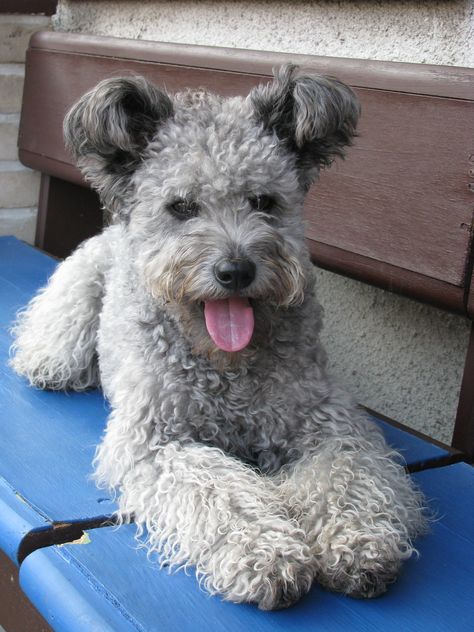 Pumi Dog, Hungarian Dog, Herding Cats, Herding Dogs, Beautiful Dog, Little Dogs, Training Your Dog, Dog Photos, Beautiful Dogs