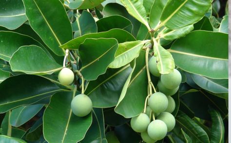 Tamanu Oil, Decorative Leaves, Plant Diseases, Tropical Tree, Healing Oils, Gorgeous Skin, Tree Seeds, Shade Trees, Ornamental Plants