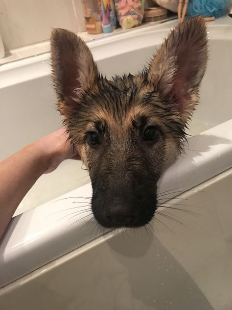 GSD Puppy-Narcy Gsd Funny, German Sheperd Dogs, Gsd Puppy, Cute Dog Pictures, Pretty Dogs, Silly Dogs, Pretty Animals, Silly Animals, Cute Animal Photos