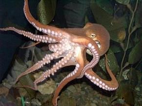 pulpo Pet Octopus, Octopus Facts, Octopus Species, Octopus Pictures, Octopus Images, Giant Pacific Octopus, Animal Intelligence, Dumbo Octopus, Red Octopus