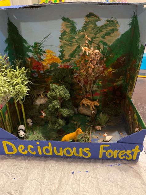 Asian Deciduous Temperate Forest that has a bamboo forest with panda, elevated rock structure with a wolf on top, a tiger on a rock, an otter next to a pond/body of water, a fox, a bear  in between trees, the background is painted with different kind of trees and Asian mountains Deciduous Forest Biome, Ecosystems Diorama, Diaroma Ideas, Shoe Box Diorama, Temperate Deciduous Forest, Temperate Forest, Rainforest Crafts, Biomes Project, Valentine Cards To Make