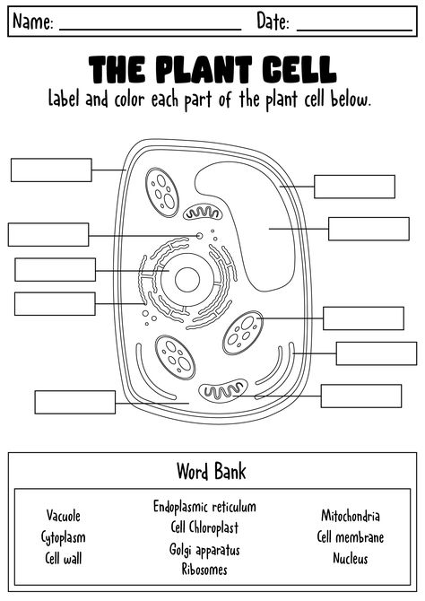 Cell Structure Drawing, Plant Cell Labeled, What Is Biology, Plant Cell Structure, Cell Structure And Function, Studying Biology, Human Body Printables, Biology Activity, Biology Plants