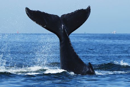 Whale watching. Cassuruba Reserve in Caravelas, Bahia, Brazil. immersexpeditions.com #whale watching #travel #expeditions #LuxChat # Brazil Whale Tale, Whale Tail Necklace, Ocean Jewelry, Whale Tail, Humpback Whale, Blue Whale, Whale Watching, Large Animals, Animal Paintings