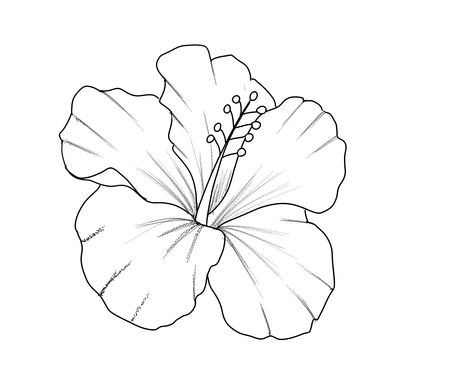 Hibiscus Flower Line Drawing, Hibiscus Outline Drawing, Simple Flower Forearm Tattoo, Hibiscus Flower Tattoo Stencil, Hisbusic Flower Tattoo, Hibiscus Tattoo Stencil, Habisquis Flower, Hibiscus Flower Drawing Simple, Hawaii Flowers Drawing