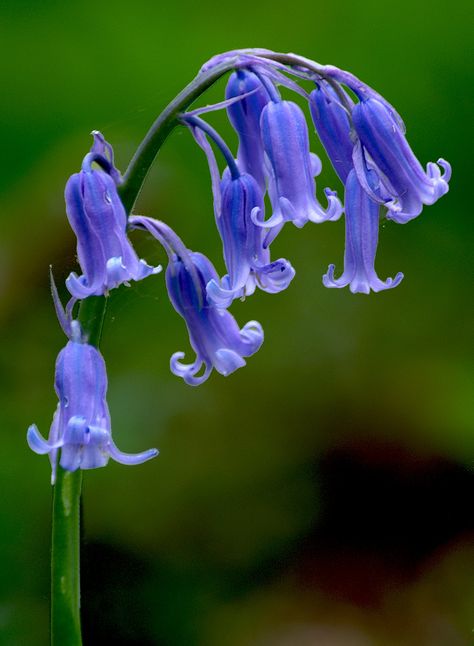 English Bluebells, Mother Nature Tattoos, Blue Bell Flowers, Airbrush Art, Beautiful Blooms, Flower Pictures, Dream Garden, Love Flowers, My Flower