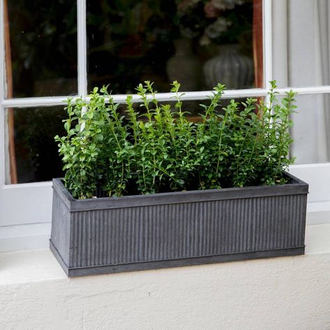 Metal Window Boxes, Fruit Cage, Window Planters, Rectangular Planters, Window Planter Boxes, Aromatic Plant, Herb Planters, Window Boxes, Window Box