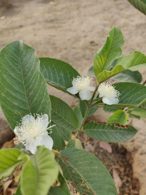 Our first ever Guava plant has started to flower.. has never seen Guava fruit flowers before :) Guava Flower, Philippine Flowers, Guava Plant, Guava Tree, Guava Fruit, Sun House, Tropical Sun, Flowers Photography Wallpaper, Fruit Photography