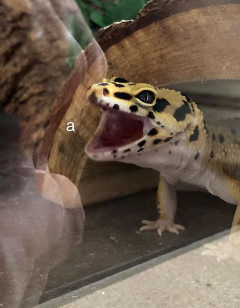 Leopard Gecko Smile, Jurassic Terrarium, Leopard Gecko Habitat, Gecko Habitat, Cute Gecko, Cute Lizard, Leopard Geckos, Cute Reptiles, Leopard Gecko