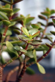 Pruning Jade Plants: Tips For Jade Plant Trimming Jade Plant Pruning, Jade Plant Care, Pruning Plants, Plants Tips, Jade Tree, Plant Care Instructions, Jade Plant, Succulent Gardening, Jade Plants