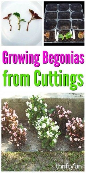 Many plants can be propagated from leaf and stem cuttings. This is a guide about growing begonias from cuttings. Propagate Plants, Fairy Homes, Vegetable Garden Diy, Gardening Hacks, Plant Hacks, Plant Propagation, Overwintering, Winter Vegetables, Grow Plants