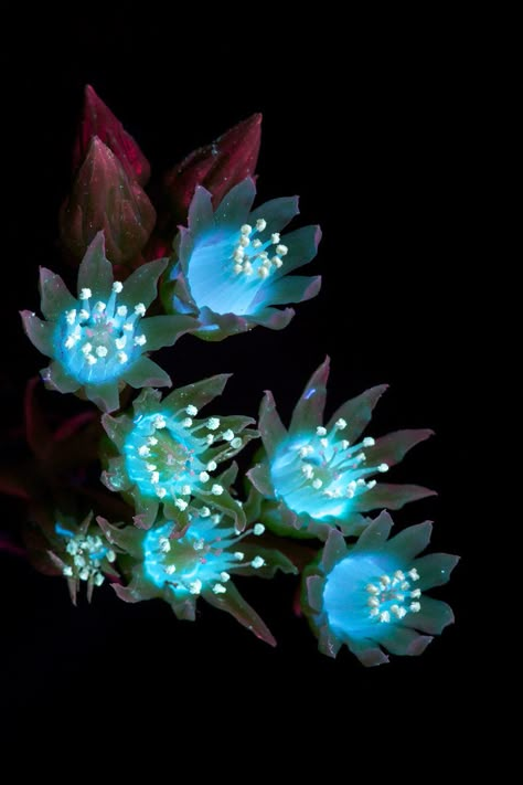 The plants of 'Avatar' in the real world: this is the light that they give off ... Yorokobu Alien Looking Plants, Glowing Plants Art, Alien Flowers Concept, Avatar Plants Pandora, Space Plants Concept Art, Alien Plants Art, Fantasy Plants Drawing, Tropical Nightclub, Alien Plants Concept Art