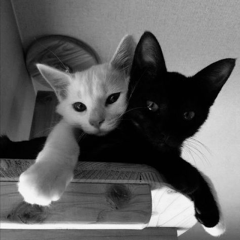 Wallpaper Gatos, Black And White Kittens, Black Cat Aesthetic, White And Black Cat, Black And White Cats, White Kittens, Cat Icon, Cat Photography, White Cats