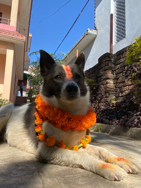 Kukur tihar celebration in Nepal #nepal #kukurtihar #nepalifestivals #nepali #tihar Nepali Aesthetic, Nepal Aesthetic, Nepali Culture, Nepal Photography, Nepal Food, Nepal People, Nepal Culture, Culture Day, Nepal Travel