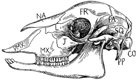 sheep skull anatomy - Google Search Skull Diagram, Deer Skull Drawing, Skull Side View, Digital Stamps Free, Sheep Skull, Skull Clipart, Scientific Drawing, Skull Anatomy, Skull Reference