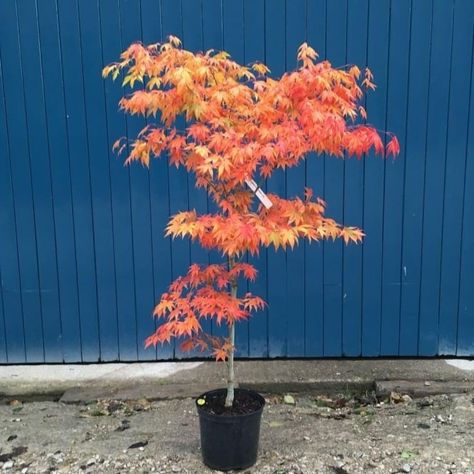 Acer palmatum 'Westonbirt Orange' tree Acer Palmatum Katsura, Japanese Maple Tree Landscape, Maple Tree Landscape, Japanese Maple Varieties, Acer Trees, Katsura Tree, Maple Trees, Japanese Maple Tree, Patio Garden Design