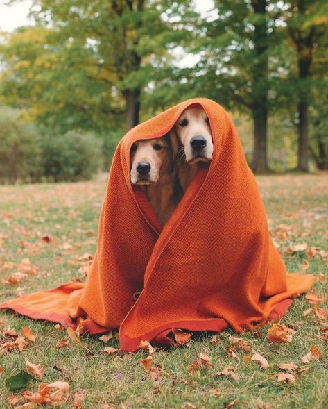 Dog Photoshoot Fall, Halloween Costumes With 2 Dogs, Halloween Dog Photoshoot, Fall Dog Photoshoot, Dog Halloween Costumes With Owner, Two Dogs Together, Fall Dog Photos, Dogs Halloween Costumes, Funny Dog Halloween Costumes