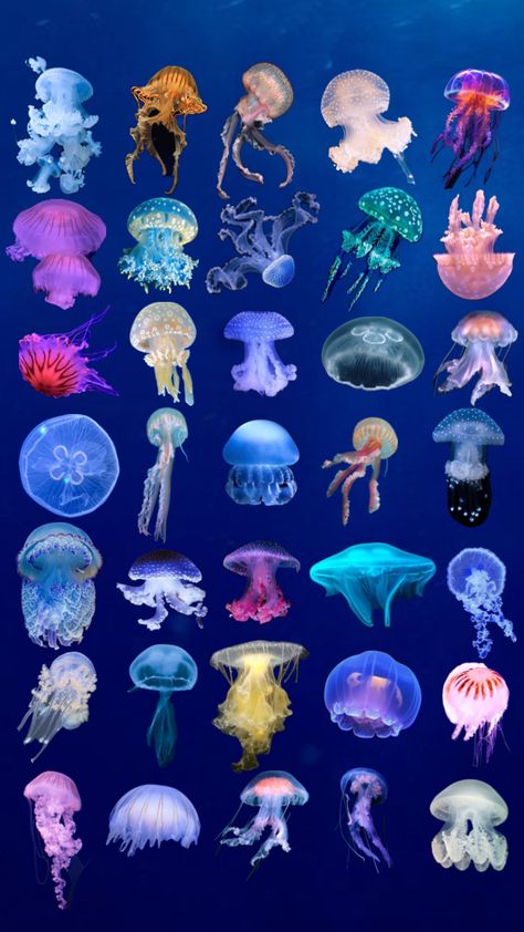 #jellyfish #wallpaper Aesthetic Wallpaper Jellyfish, Wallpaper Jellyfish, Pictures Underwater, Jellyfish Pictures, Jellyfish Wallpaper, Aquarium Pictures, Ocean Underwater, Vertical Garden Diy, Underwater Animals