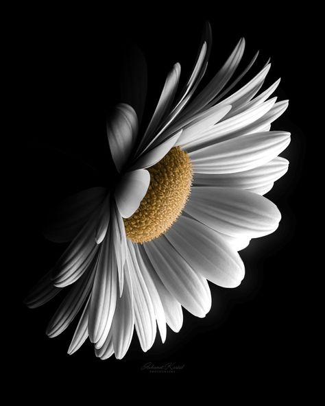 MUHAMET KARTAL | . Life’s a garden full of „LOVES ME, LOVES ME NOT“ moments. 🌼💔 HAPPY SUNDAY . . . #flower #daisy #oxeyedaisy… | Instagram Flower Daisy, Instagram Life, Daisy Flower, Happy Sunday, A Garden, Floral Art, Lovers Art, Home Interior Design, Nature Photography