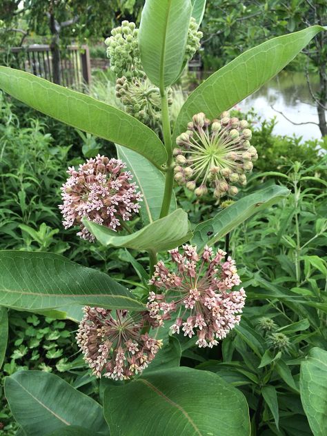 Common Milkweed Asclepias Syriaca 500 Seeds USA Company - Etsy Wildflower Gardening, Asclepias Syriaca, Common Milkweed, Palm Tree Fruit, Silk Tree, Pinkish Purple, Soil Layers, The Monarch, Dusky Pink