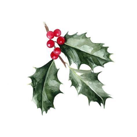 size: 12x12in Art Print: Christmas Holly I by Emma Scarvey : Holly Watercolor, Painted Illustration, Christmas Card Art, Watercolor Christmas Cards, Holly Leaf, Christmas Paintings, Christmas Holly, Christmas Watercolor, Watercolor Cards