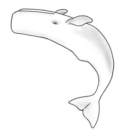 upside down simple sperm whale tattoo in black and white with shading Sperm Whale Drawing, Sperm Whale Tattoo, Whale Outline, Biology Drawing, Sea Sunrise, Whale Tattoo, Whale Drawing, Whale Tattoos, Polygon Art