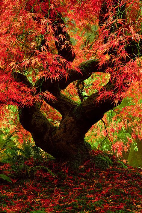 Japanese Maple Tree called "The Dragon", Portland Japanese Garden, Oregon | by Matt Payne on Flickr Image Zen, Weird Trees, Portland Japanese Garden, Japanese Maple Tree, Autumn Scenes, Unique Trees, Red Leaves, Autumn Scenery, Japanese Maple