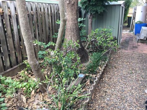 THERE’S a giant snake lurking in this small garden, and users online have been struggling to spot the killer creature. The snaps were posted to Facebook by snake-catching company Snake Catchers Brisbane & Gold Coast. Here’s a helpful hint: the snake is not hidden in the fence. The sly creature seems to be lurking somewhere amongst the […] Queensland Backyard, Snake Hides, Giant Snake, Woodland Scene, Pet Sitting, Pet Sitters, Little Garden, A Snake, The Snake