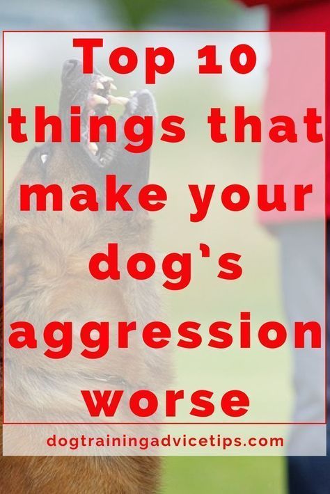 Dog Training Aggression, Dog Minding, Easiest Dogs To Train, Basic Dog Training, Cairn Terriers, Dog Obedience Training, Hand Signals, Dog Training Advice, Dog Brain