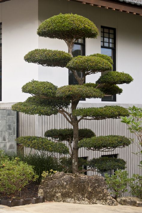 Small Manicured Tree at the Morikami Japanese Garden | ClipPix ETC: Educational Photos for Students and Teachers Japanese Garden Plants, Modern Japanese Garden, Fall Landscaping, Japanese Plants, Small Japanese Garden, Japanese Garden Landscape, Small Garden Landscape, Zen Garden Design, Topiary Garden