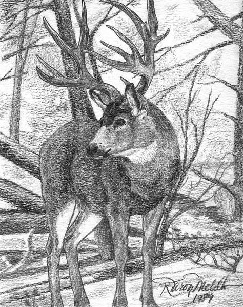 Dream Sketch, Hunting Drawings, Deer Sketch, Mule Deer Buck, Deer Artwork, Fantasy Dream, Deer Drawing, Fall Drawings, Artistic Painting