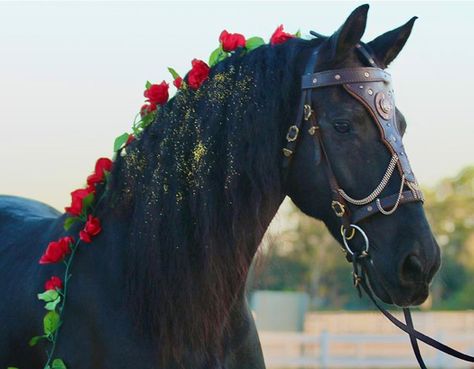 Horse Halloween Costumes, Horse Halloween, Horse Mane, Tik Tak, Horse Accessories, Cute Horses, World Champion, Black Horse, Shoot Ideas