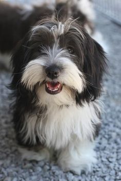 Havanese Black And White, Havanese Dogs Black And White, Black And White Havanese, Black Havanese Dogs, Havanese Full Grown, Havanese Grooming, Havanese Puppies For Sale, Havanese Puppy, Perro Shih Tzu