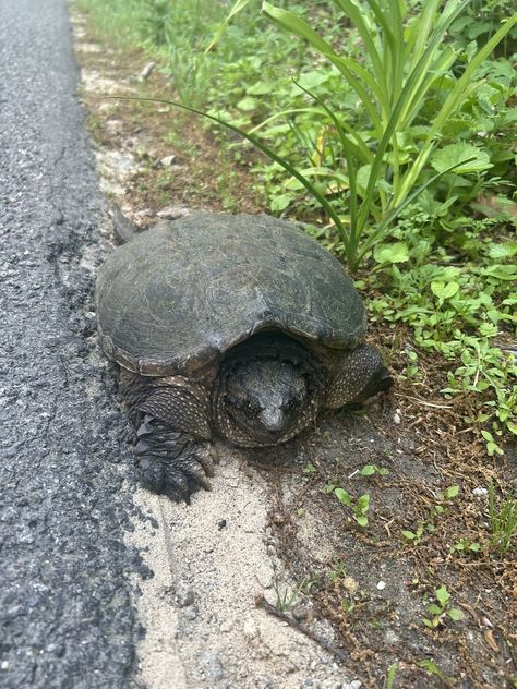 Common Snapping Turtle (Chelydra serpentina) Common Snapping Turtle, Sarah Ross, Snapping Turtle, May 2024, Turtles, Paint, Quick Saves