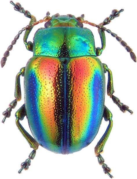 #beetle #rainbow #bug #insect #interesting #freetoedit #scbeetles #beetles Leaf Beetle, Beetle Art, Cool Insects, Beetle Insect, Cool Bugs, Beetle Bug, Beautiful Bugs, Creepy Crawlies, Arthropods