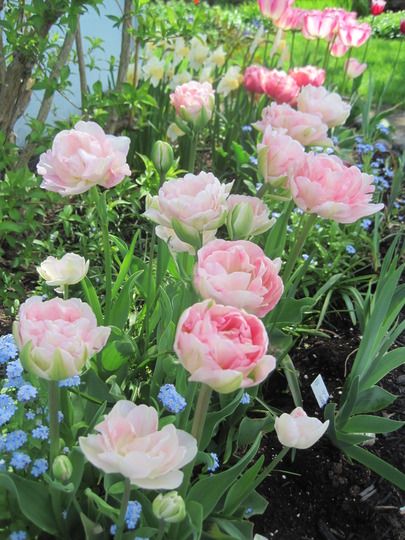 flower bulbs : my Monet inspired tulip bed Tulip Bed, Raised Kitchen, Gardening Photos, Landscaping Around House, Monet Inspired, Spring Gardens, Garden Picture, Food Plot, Gardening Food