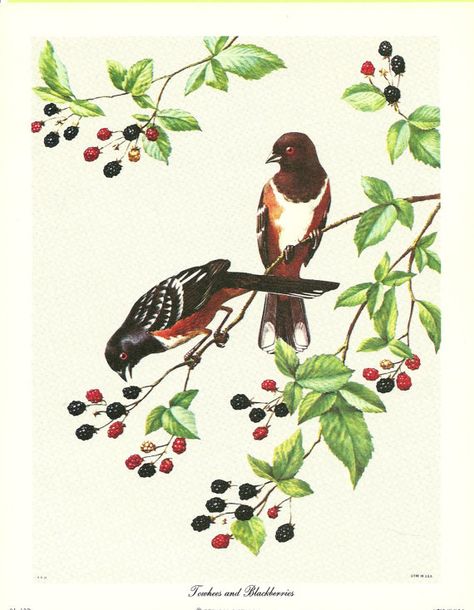 TOWHEES AND BLACKBERRIES Blackberry Tattoo, Painting Birds, Painting Stuff, Beauty Body, Unframed Prints, Blackberry, Painting Ideas, Colored Pencils, Watercolor Painting