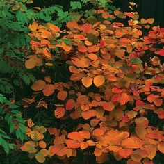 Fothergilla gardenii 'Jane Platt' ('Jane Platt' fothergilla ) - Fine Gardening Plant Guide Woodland Plants, Border Plants, Garden Shrubs, Fine Gardening, Ornamental Trees, Woodland Garden, Deciduous Trees, Shade Plants, Autumn Garden