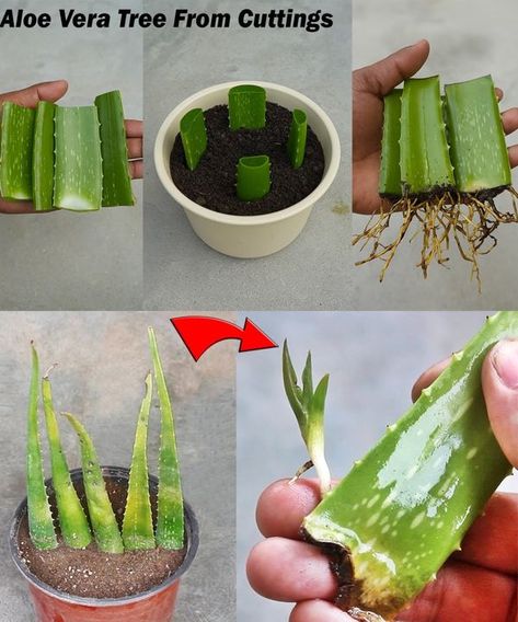 Plant Aloe Vera, Plant Grafting, Sweet Potato Slips, Growing Sweet Potatoes, Aloe Vera Plant, Clay Soil, Aloe Vera Leaf, Secrets Revealed, Exotic Fruit