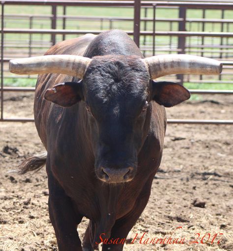 BULL MAN CORY MELTON - THE MAN WHO DISCOVERED ASTEROID - Bucking Stock Talk Magazine Bucking Bulls, Bull Cow, Bull Riders, Bull Riding, World Champion, Rodeo, The Man, All About Time, Magazine