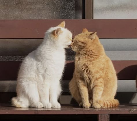 Orange Cat And White Cat, Funny Cat Gifs, Photos Of Cats, Colorful Hairstyles, Cat Couple, Cat Cuddle, Cat Character, Cat Person