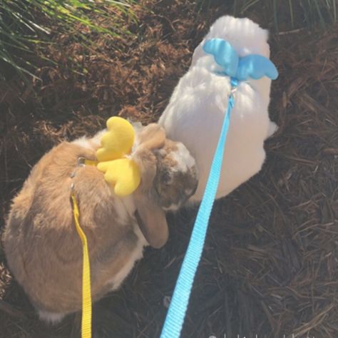 Pet Rabbit Toys, Bunny Supplies, Bunny Things, Pet Rabbit Care, Rabbit Litter, Bunny Room, Pet Bunny Rabbits, Indoor Rabbit, Bunny Care