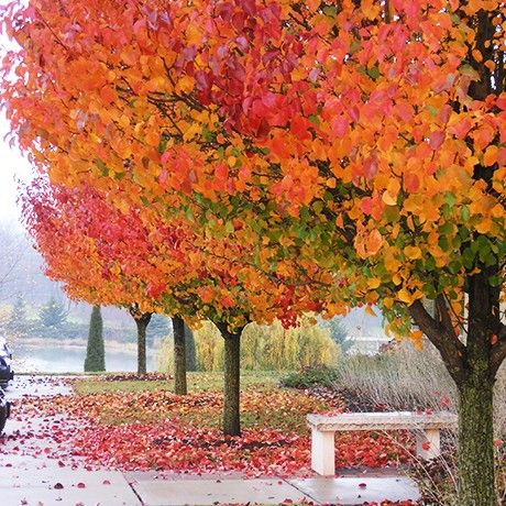 Cleveland Pear Tree, Ornamental Pear Tree, Pyrus Calleryana, Flowering Pear Tree, Trees For Front Yard, Backyard Trees, Pollinator Plants, Small Front Yard Landscaping, Driveway Landscaping