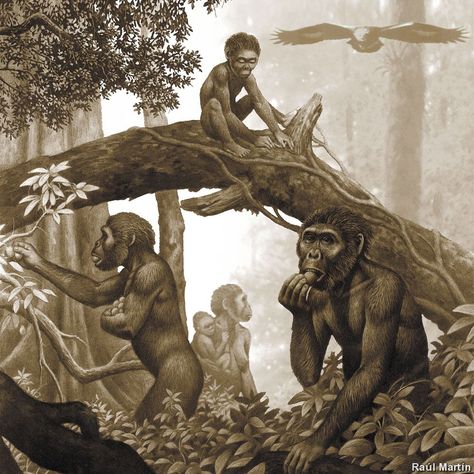 Australopithecus africanus in Trouble Homo Habilis, Prehistoric Man, Prehistoric Wildlife, Prehistoric World, Human Evolution, Paleo Art, Extinct Animals, Prehistoric Creatures, Prehistoric Animals