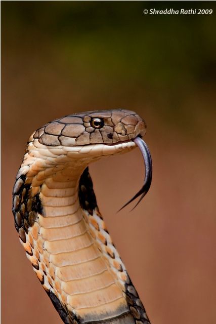 hiss King Cobra Snake, Snake Photos, Cobra Tattoo, Snake Wallpaper, Cobra Snake, Reptile Snakes, Cute Snake, Pet Snake, Snake Art