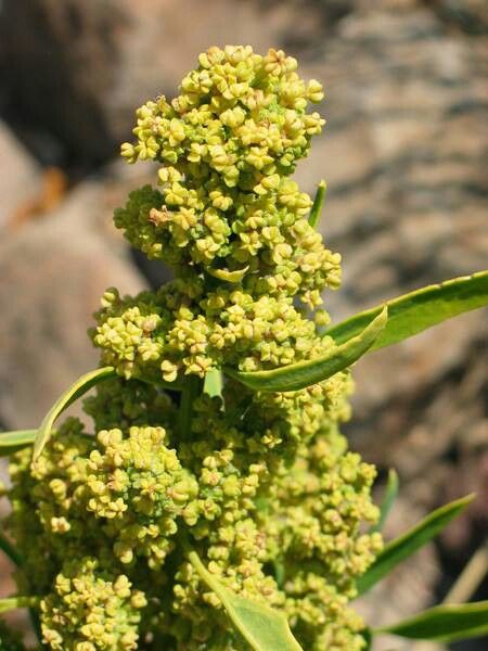 Dock Plant, Yellow Dock Root, Yellow Dock, Medicinal Wild Plants, Benefits Of Nature, Mint Water, Tea Health Benefits, Leafy Plants, Herbal Tea Blends