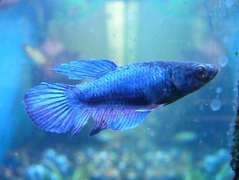 Nombres para peces betta macho y hembra - ¡Más de 200 ideas! Female Betta Fish, Betta Breeding, Female Betta, Fish For Sale, Interesting Animals, Small Tank, Pet Fish, Animal Habitats, Animal Behavior