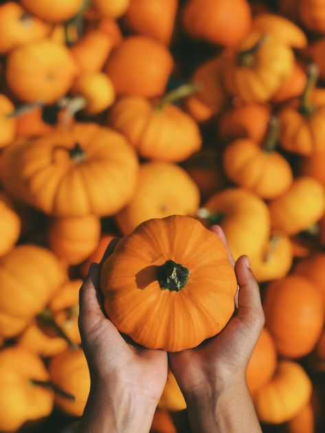 Top 5 Spells to Cast During October for Samhain: Embrace the Magic of Pumpkin Spice Hair, Kawaii Pumpkin, Free Fall Wallpaper, Zombie Skeleton, Scary Zombie, Iphone Wallpaper Fall, Pumpkin Witch, Harvest Season, No Waste